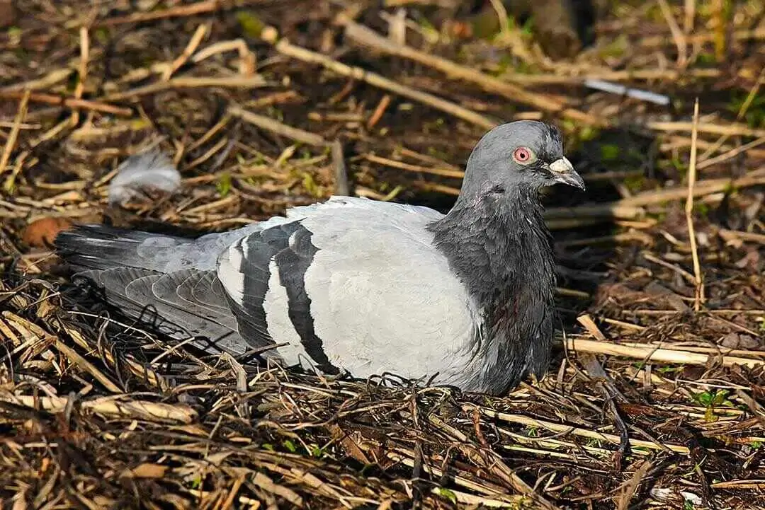 Rock Pigeon